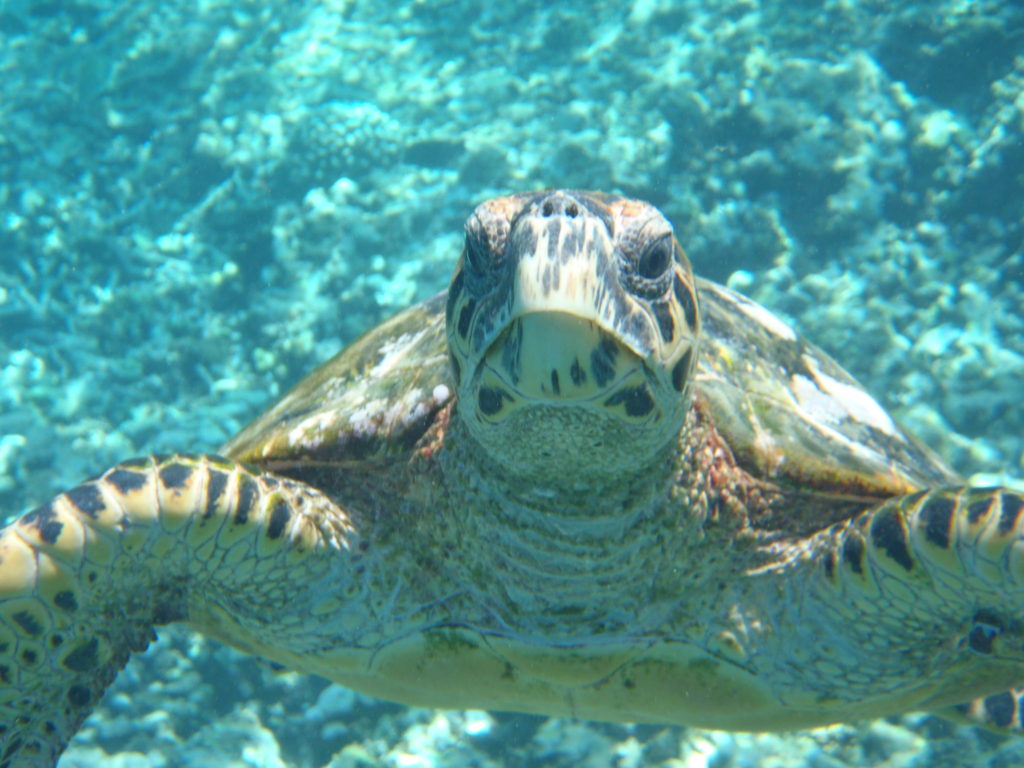 turtle seychelles ocean best time to visit seychelles