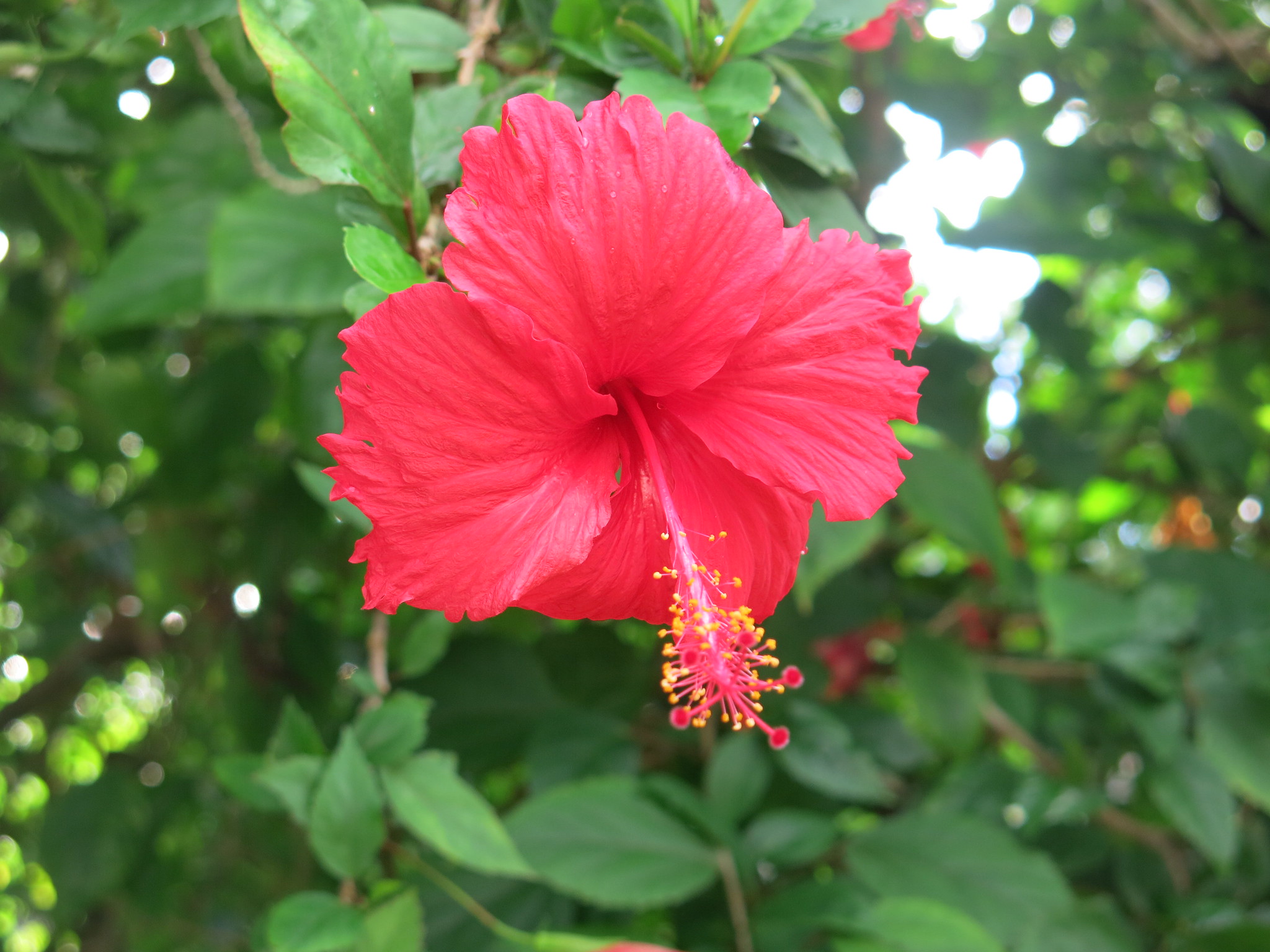 seychelles flora and fauna hibiscus