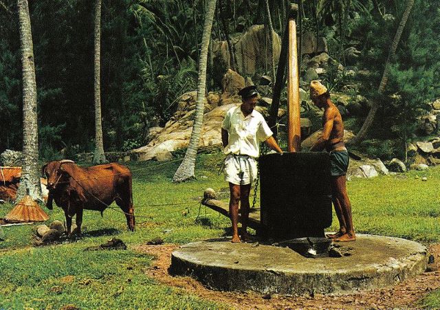 coconut oil making seychelles