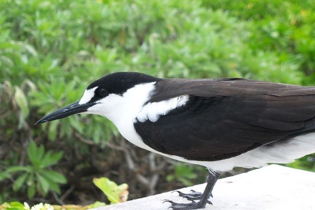 sooty tern bird