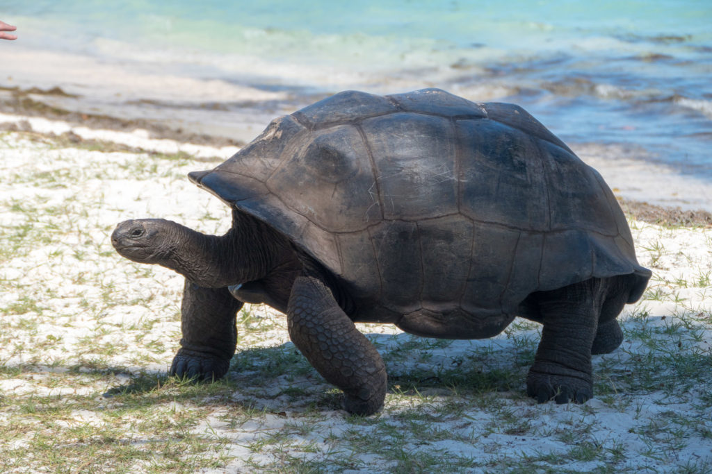 giant tortoise curieuse family-friendly activities