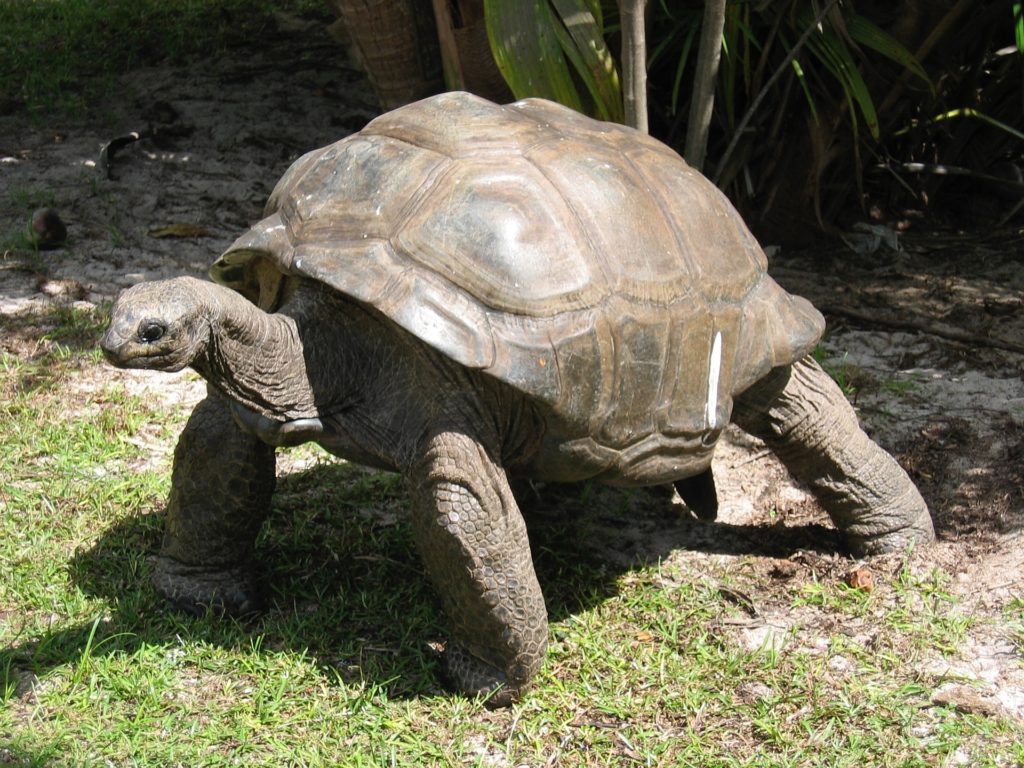giant tortoise seychelles fauna