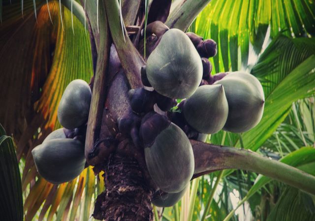 coconut palms seychelles