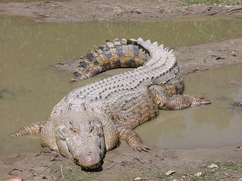 saltwater crocodile - facts about seychelles