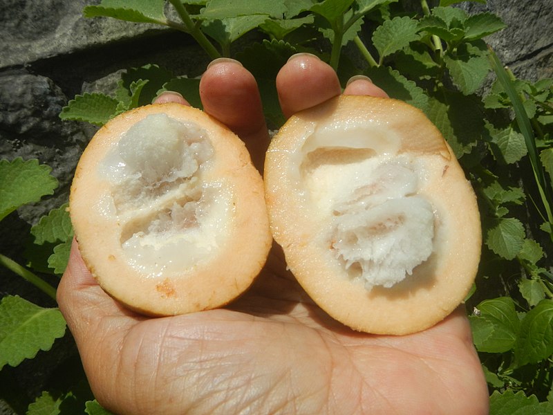 cotton fruit exotic