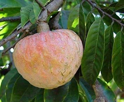 exotic fruits custard apple