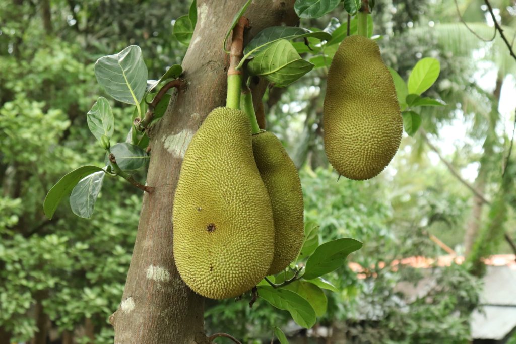 exotic fruits jackfruit