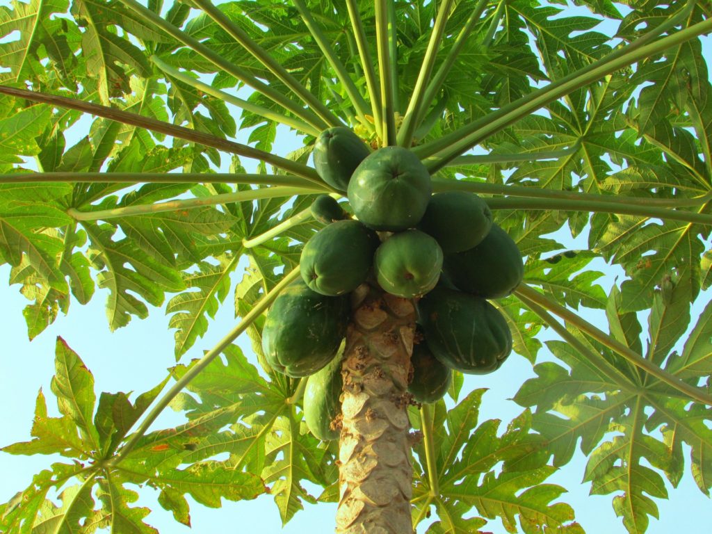 papaya tree exotic fruit