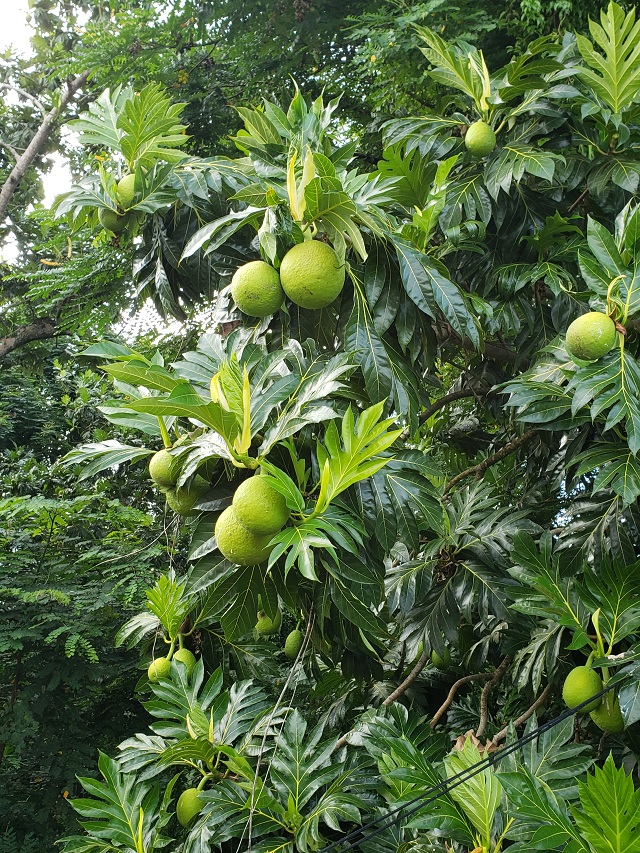 exotic fruits breadfruit seychelles