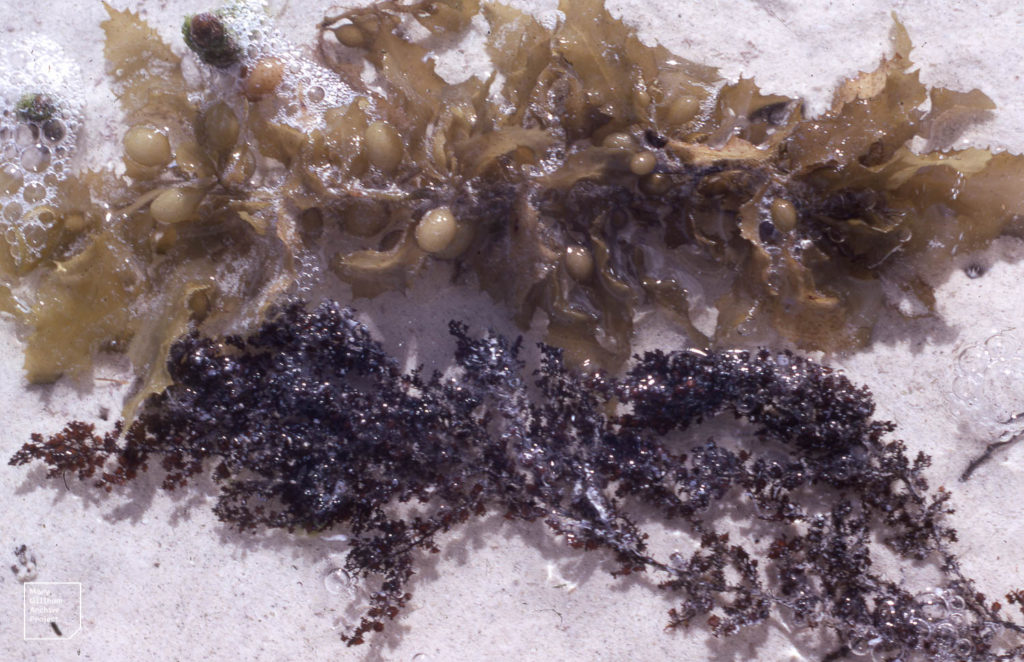 seaweed in seychelles