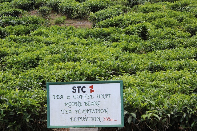 seychelles tea farm seyte